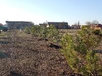 На территории парка «Дружбы народов» высадили  более 1000 саженцев