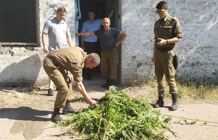 Казаки Батайска провели рейд по уничтожению дикорастущей конопли