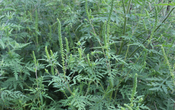 Борьба с амброзией продолжается