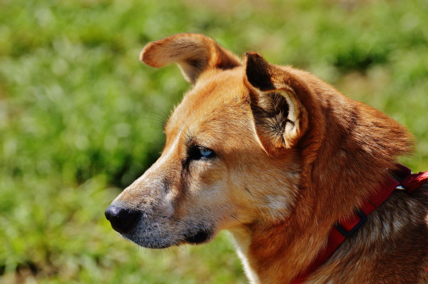 Памятка для владельцев домашних животных