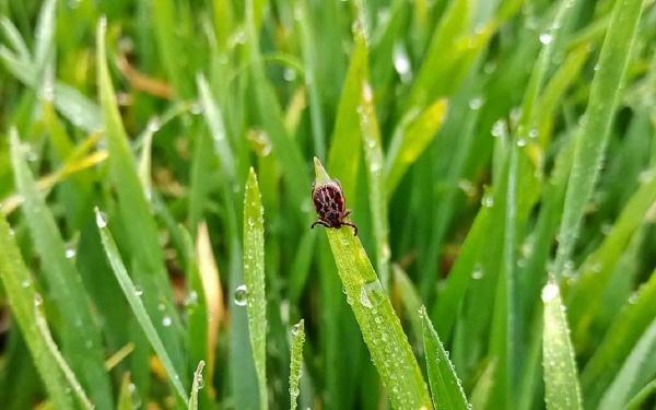 Батайчан предупреждают о мерах предосторожности в период активности клещей и действиях в случае укуса