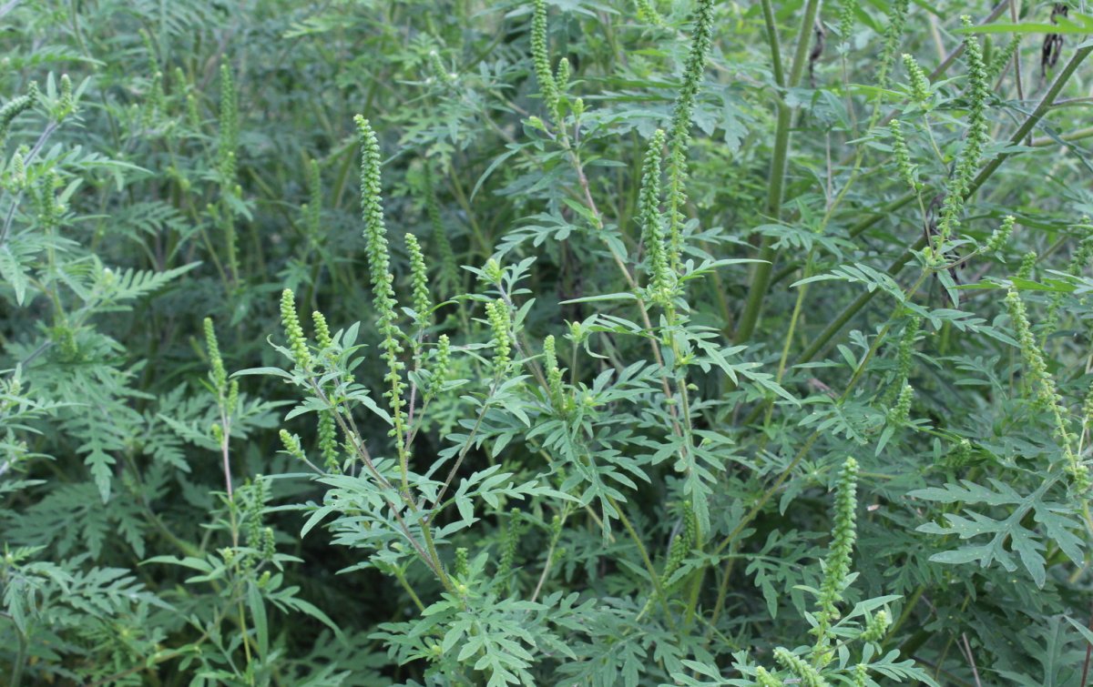 Борьба с амброзией продолжается