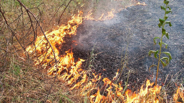 В Ростовской области сохраняется чрезвычайная пожароопасность