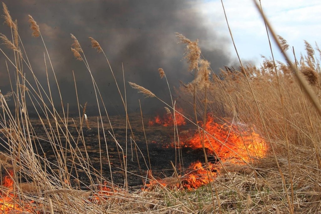 В Ростовской области сохраняется чрезвычайная пожароопасность