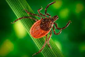 Клещи - опасность для человека и животных.