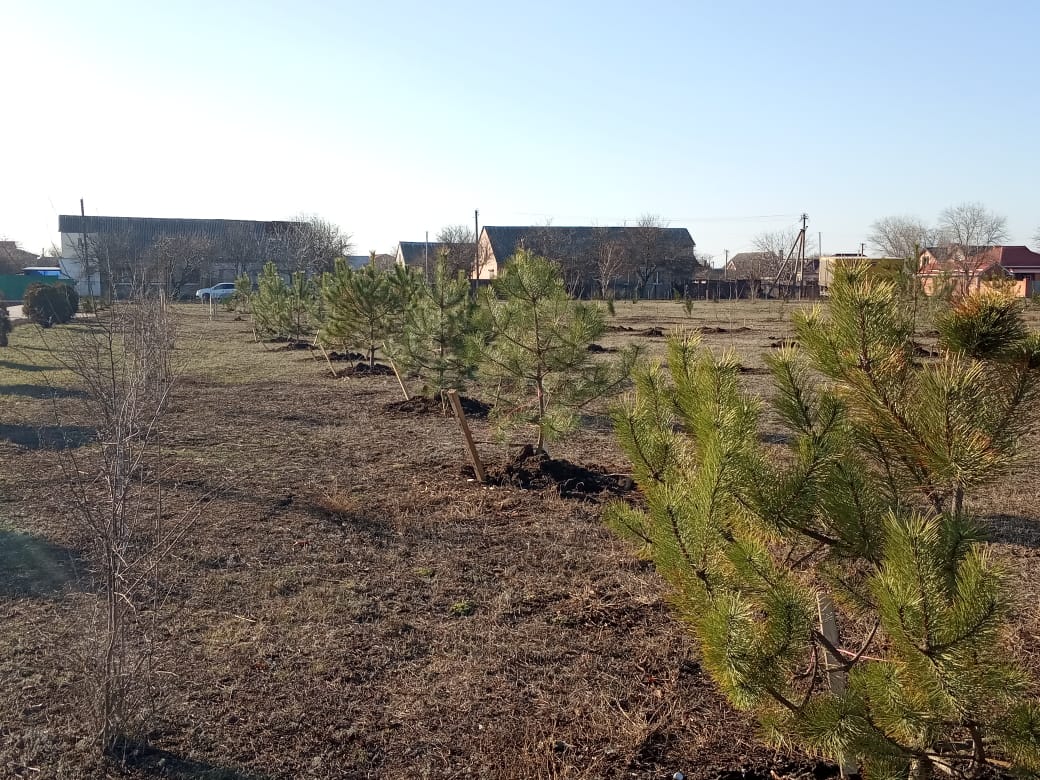 На территории парка «Дружбы народов» высадили  более 1000 саженцев