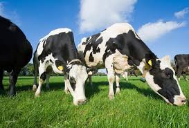 Памятка о губкообразной энцефалопатии крупного рогатого скота