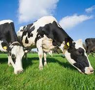 Памятка о губкообразной энцефалопатии крупного рогатого скота