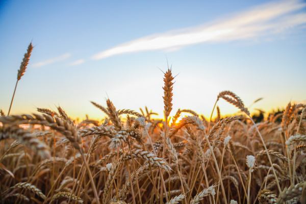 Минсельхоз России информирует по вопросу содержания  сельскохозяйственных животных на участках, расположенных на территории  садовых некоммерческих товариществ